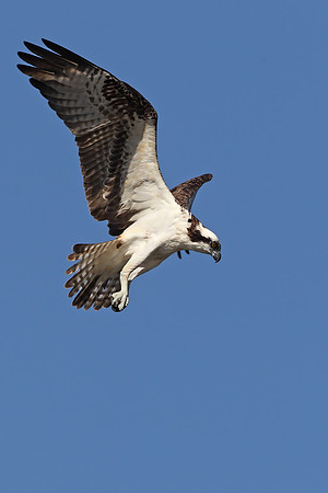 Osprey