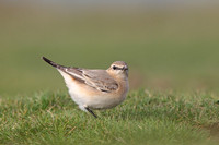 Isabelline Wheatear