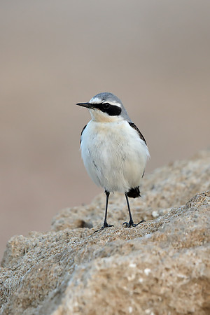 Northern Wheatear