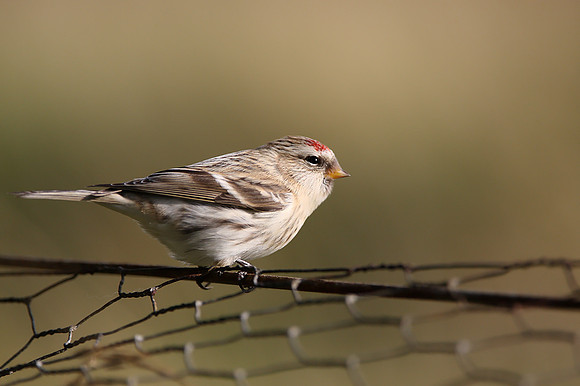 Arctic-type Redpoll