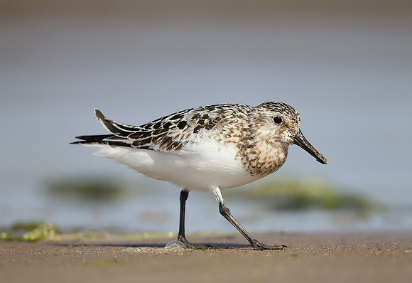 Sanderling