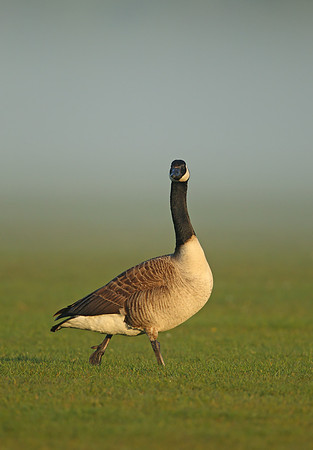 Canada Goose