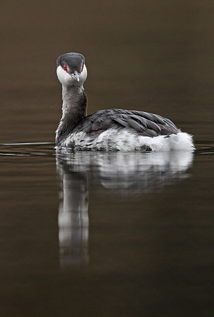 Slavonian Grebe