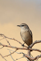 Red-tailed Wheatear