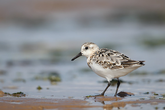 Sanderling
