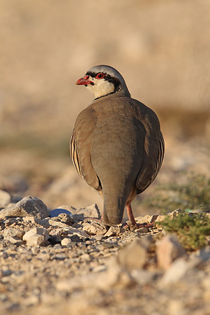 Chukar