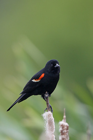​Red-winged Blackbird
