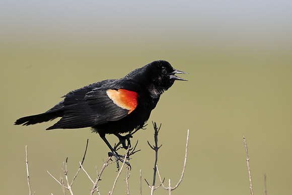 Red-winged Blackbird