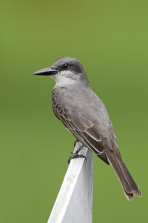 Grey Kingbird