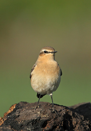 Northern Wheatear
