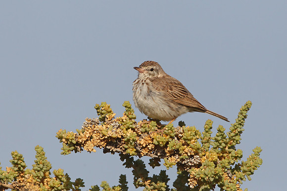 ​Berthelot's Pipit