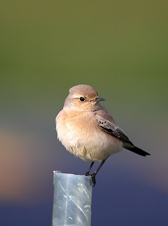 Desert Wheatear