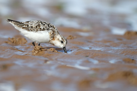 Sanderling