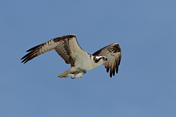 Osprey
