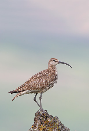 Whimbrel
