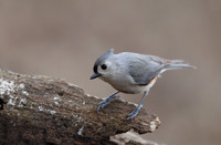 Tufted Titmouse
