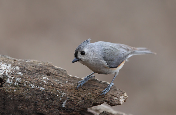 Tufted Titmouse