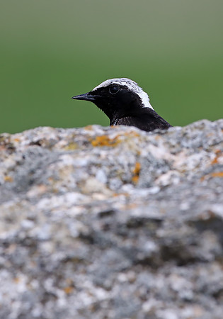 Pied Wheatear