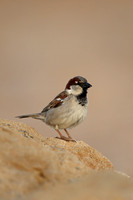 House Sparrow