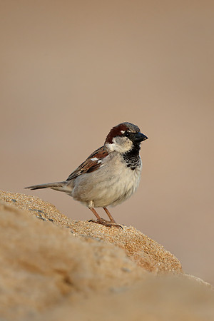 House Sparrow