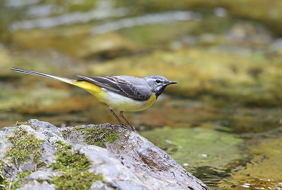Grey Wagtail