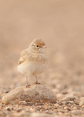 Bar-tailed Desert Lark
