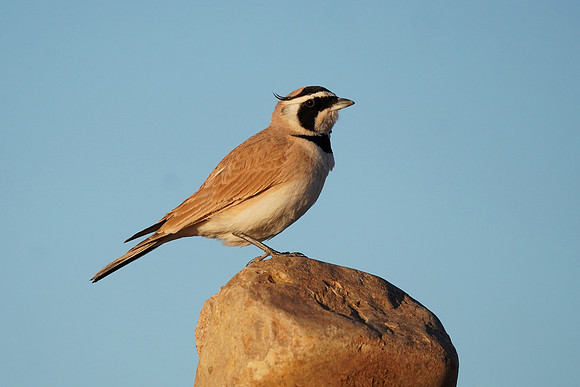 Temminck's Lark