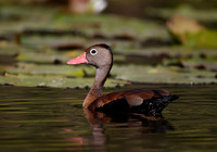 Black-bellied Whistling Duck