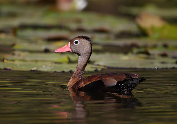 Black-bellied Whistling Duck