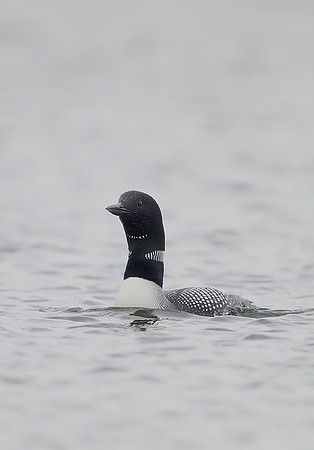 Great Northern Diver