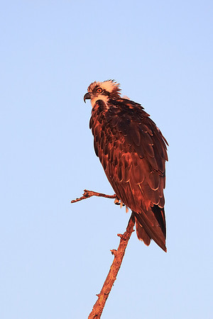 Osprey
