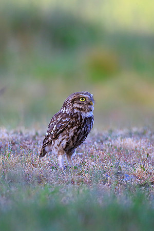Little Owl
