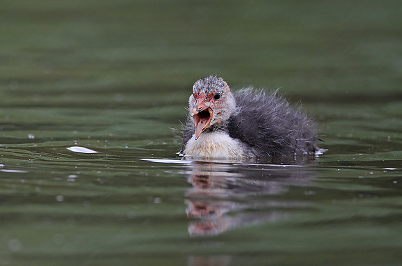 Coot