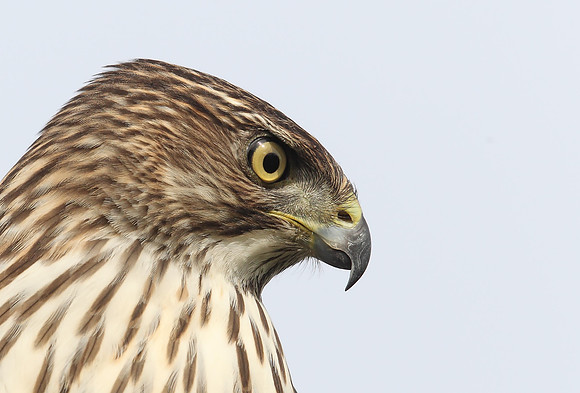 Cooper's Hawk