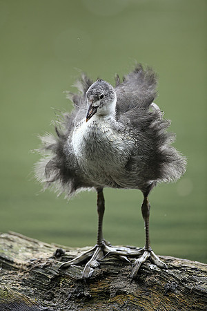 Coot