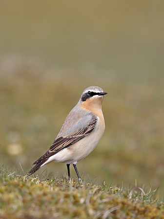 Northern Wheatear