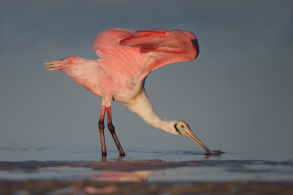 Roseate Spoonbill
