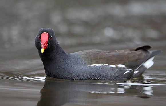 Moorhen