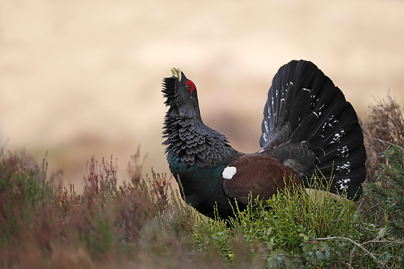 Capercaillie