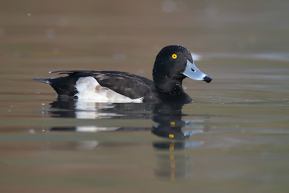 Tufted Duck