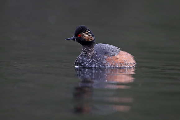 Black-necked Grebe