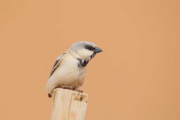 Desert Sparrow