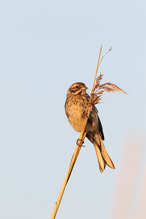 Reed Bunting