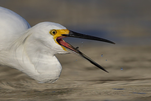 Snowy Egret