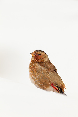 Crimson-winged Finch