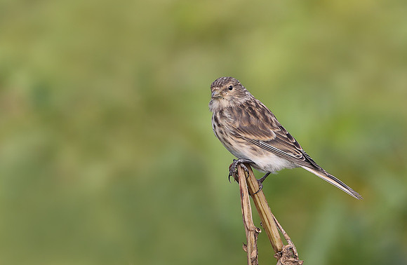 Twite
