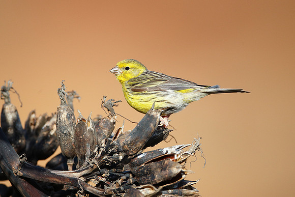 Atlantic Canary