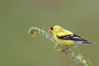 American Goldfinch