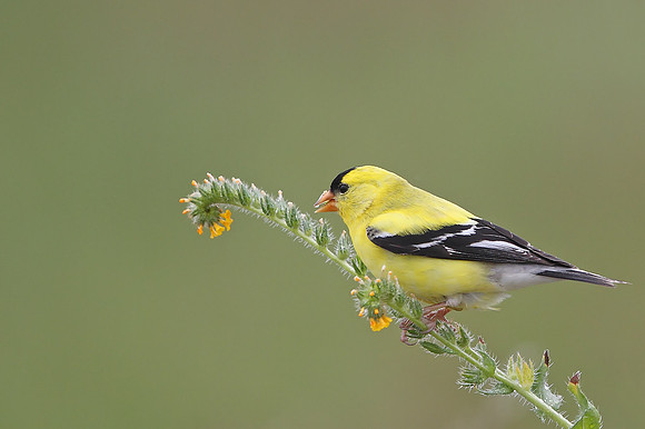 American Goldfinch
