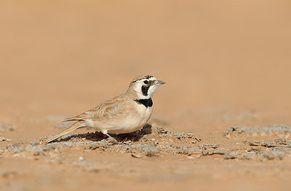 Temminck's Lark